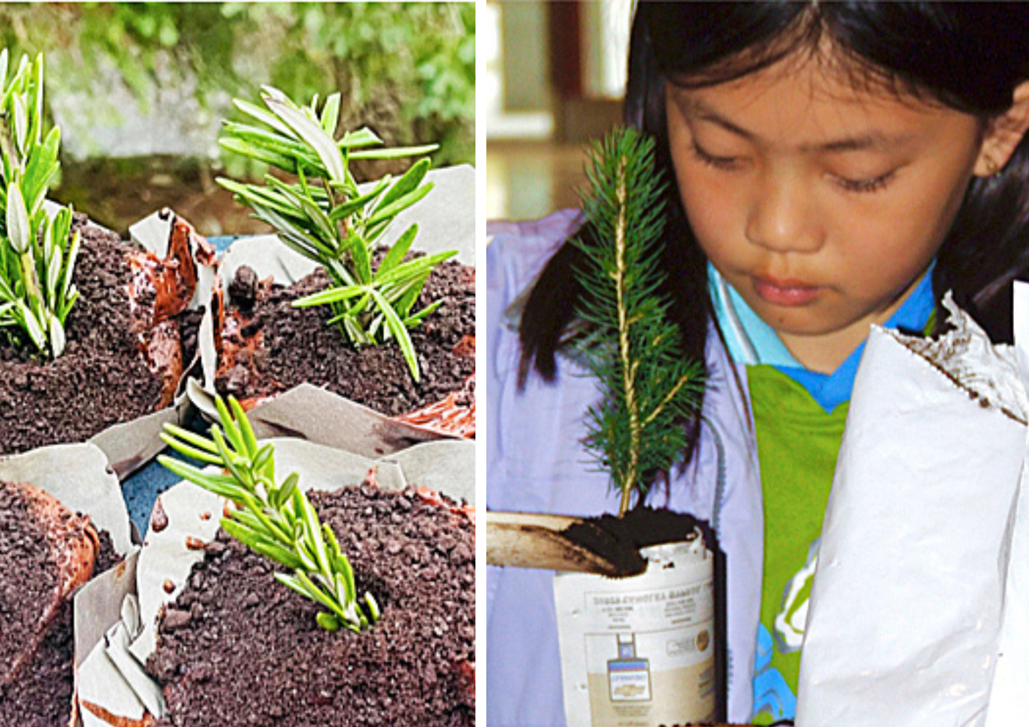Seedlings in pots and a child getting ready to plant