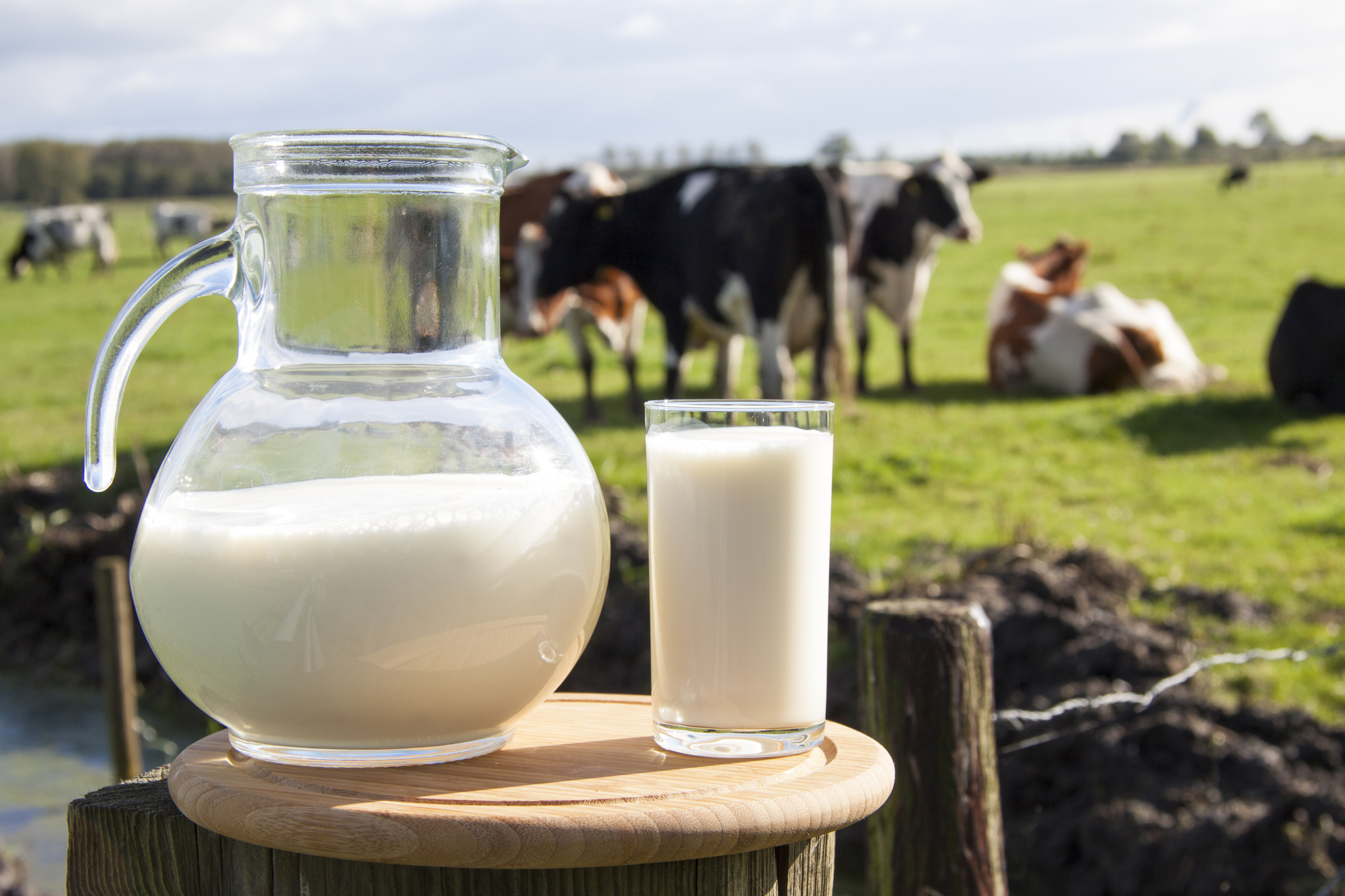 A pitcher of milk and glasses on a table with a field of cows in the background