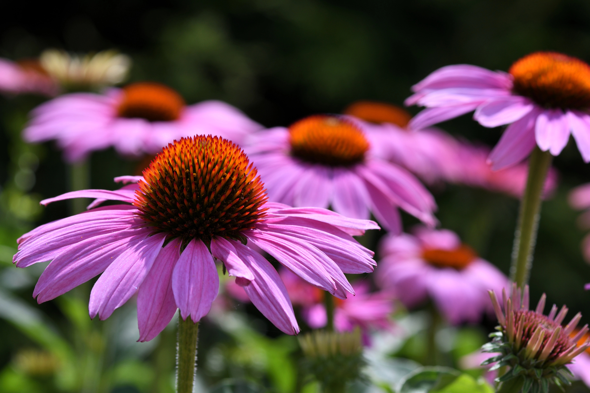 A field of echinacea flowers in bloom