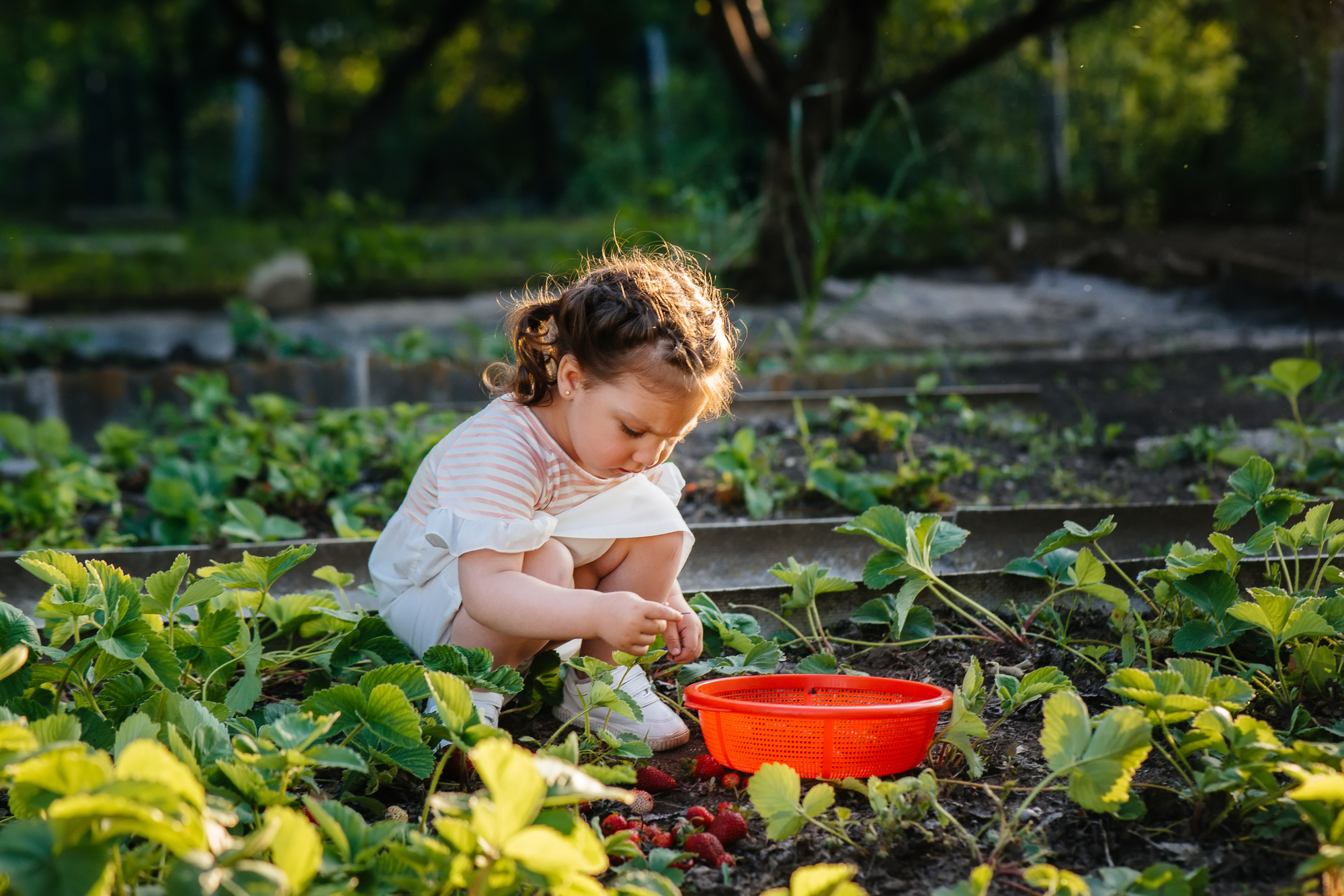 a young child crouches to collect strawberries in a summer garden