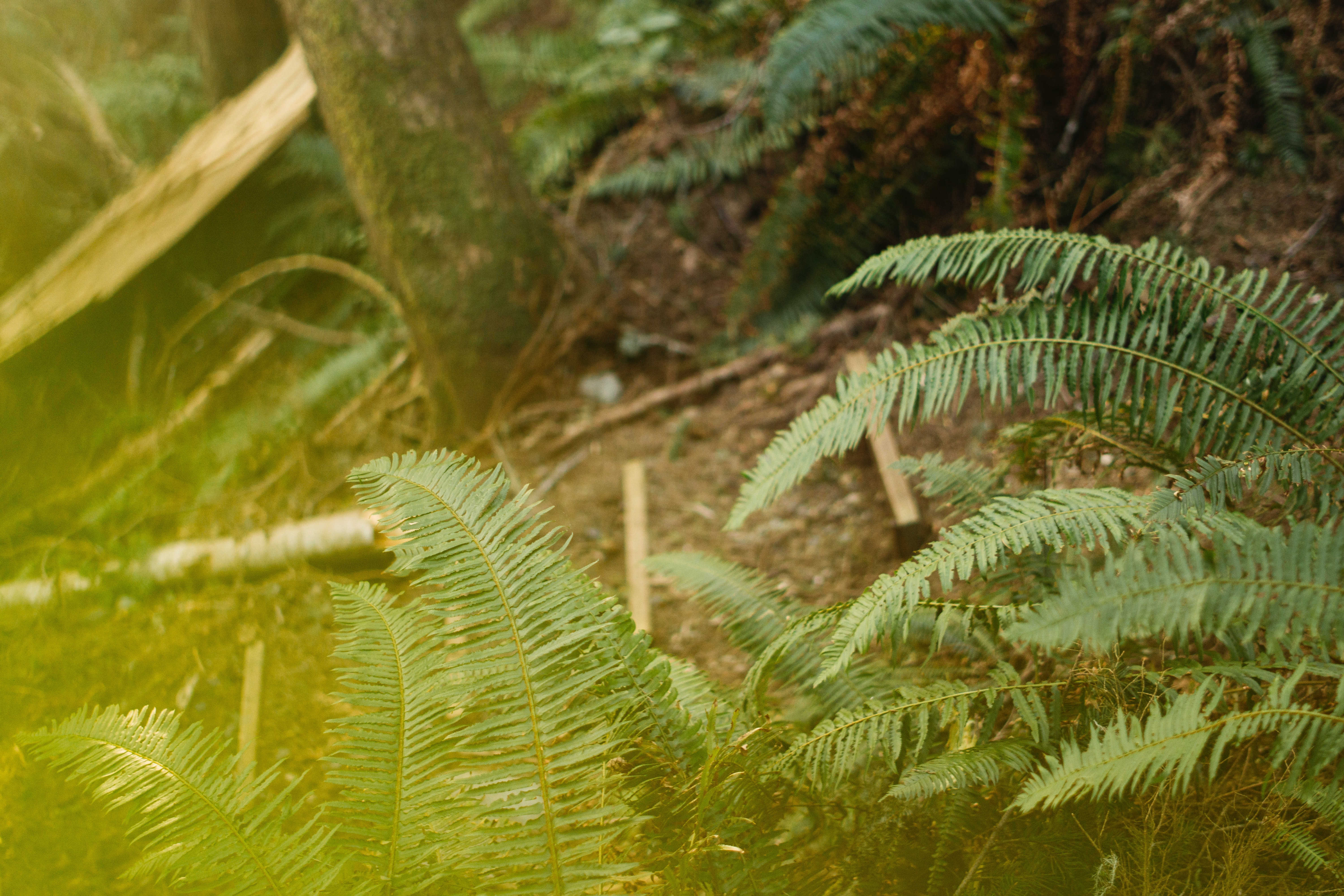 Ferns in a forest near Sombrio Beach, British Columbia, Canada