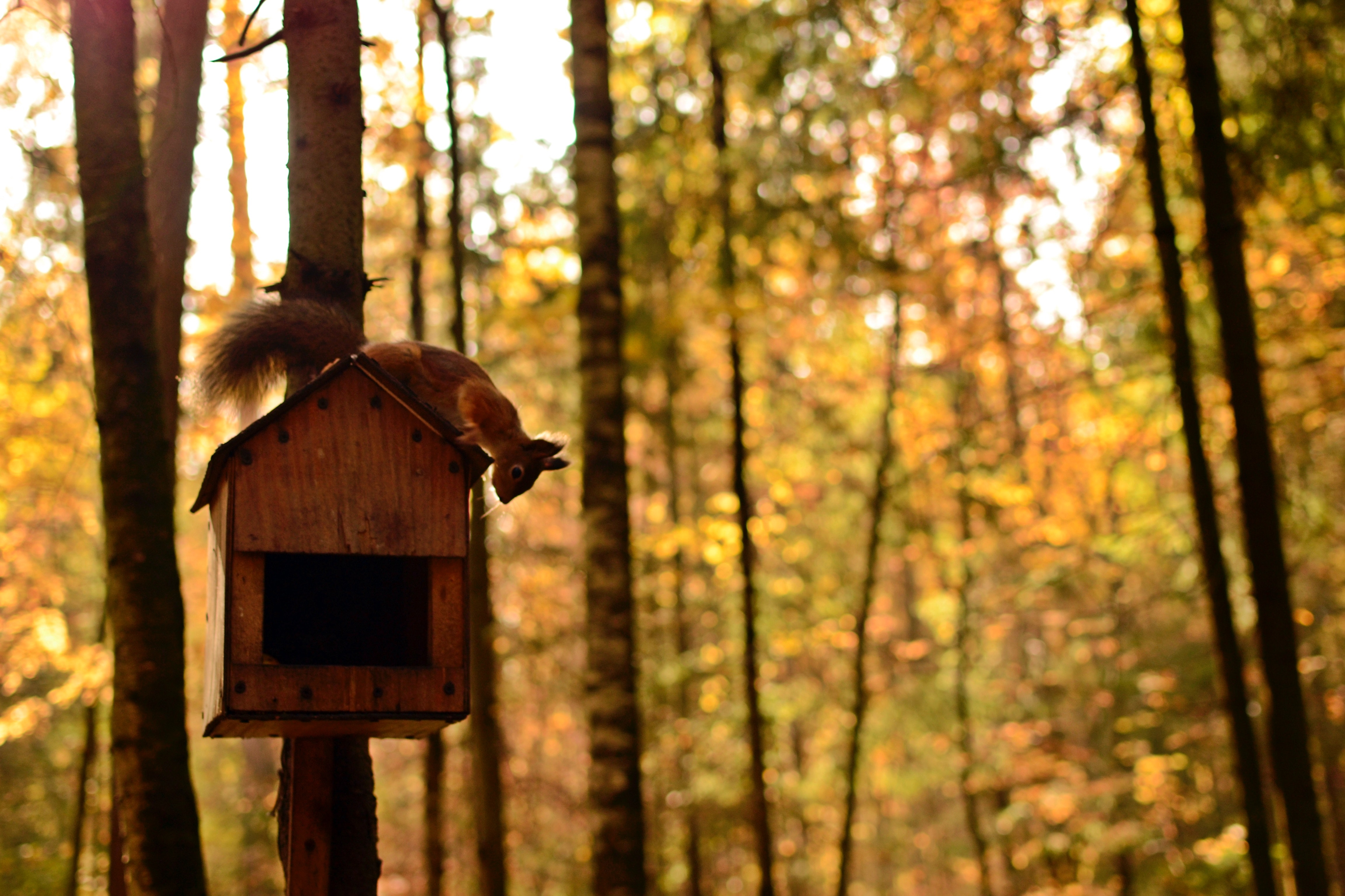 A squirrel on a bird feeder in the fall