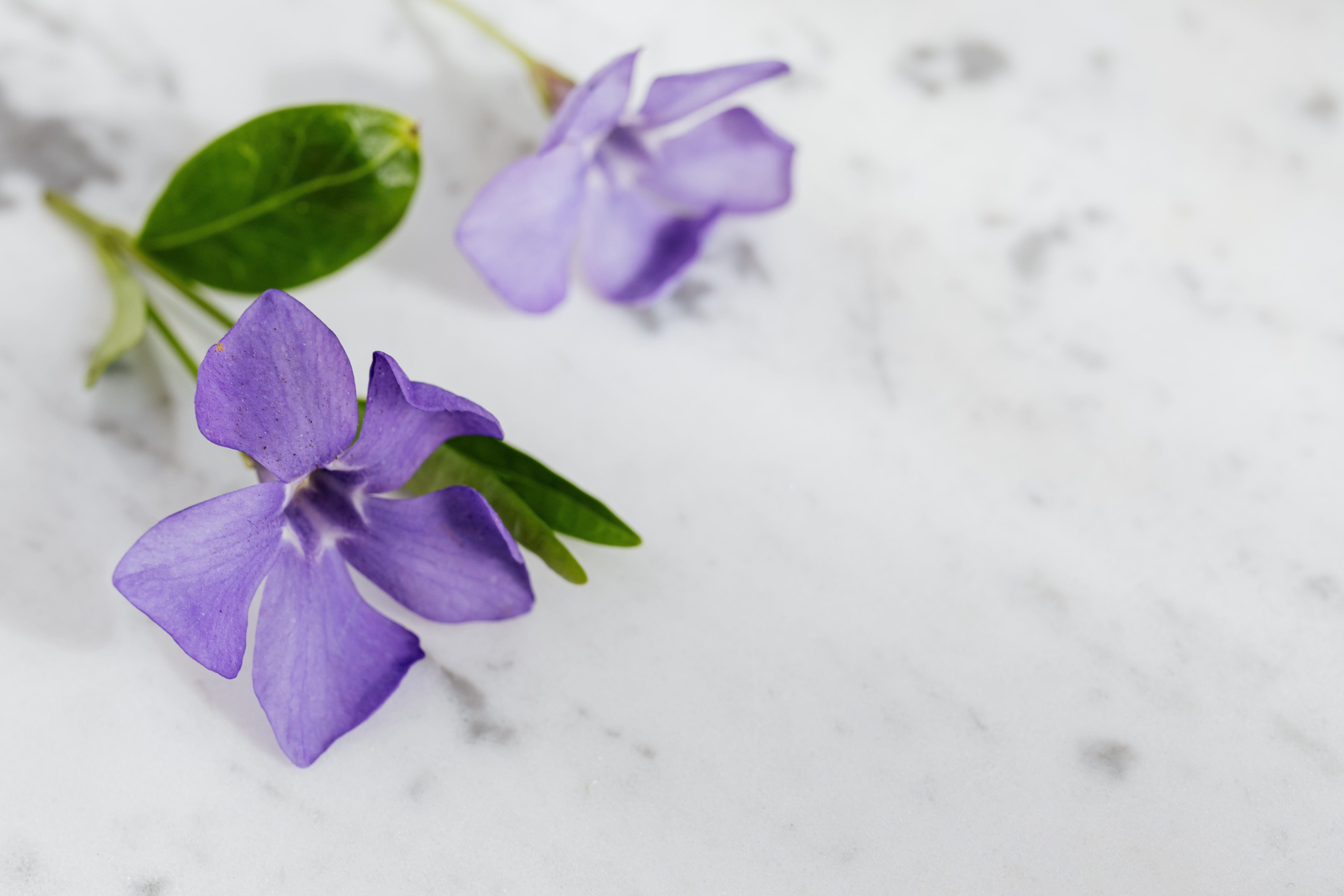 two violets laying on a white marble counter