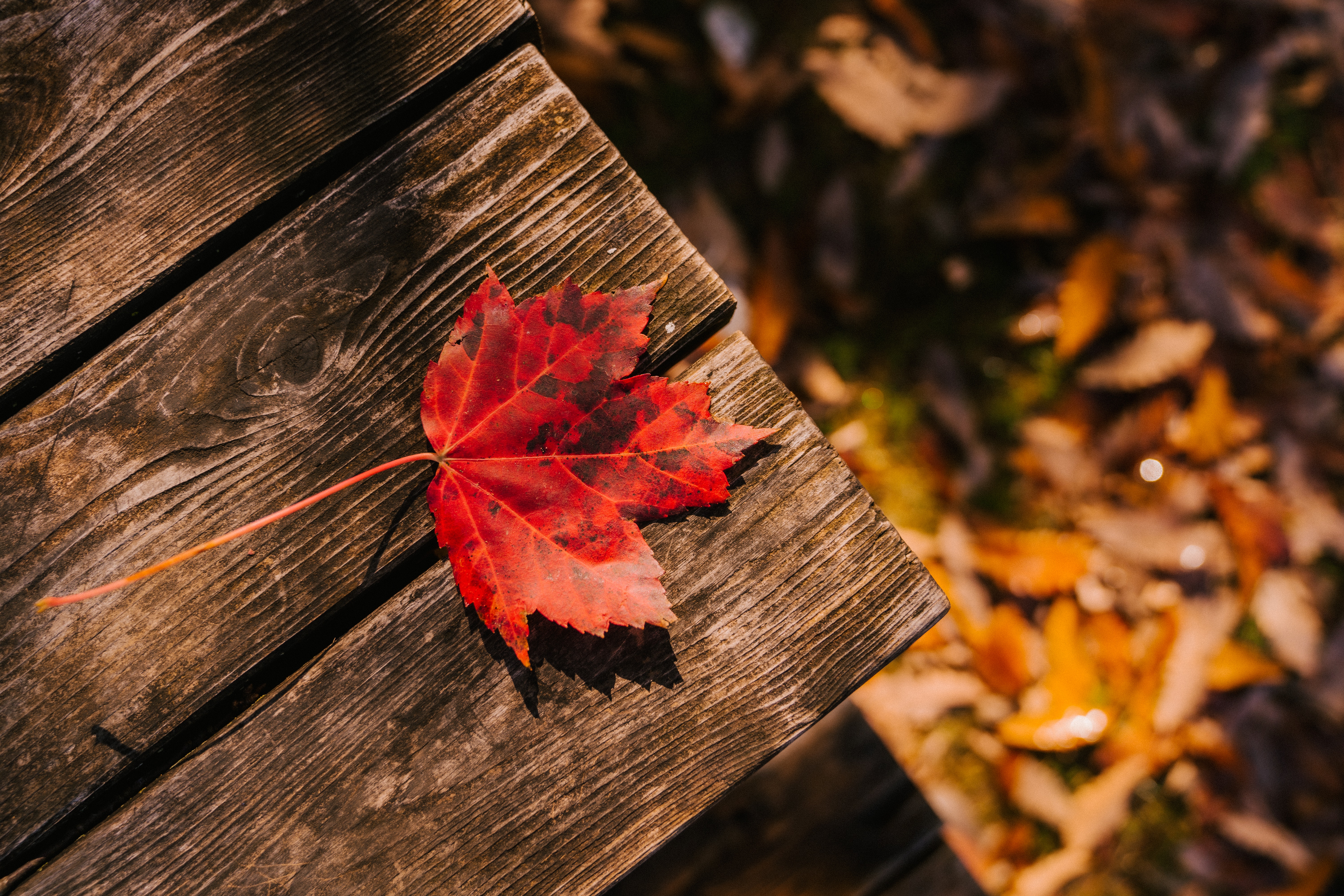 A maple leaf on a wooden picnic table in fall