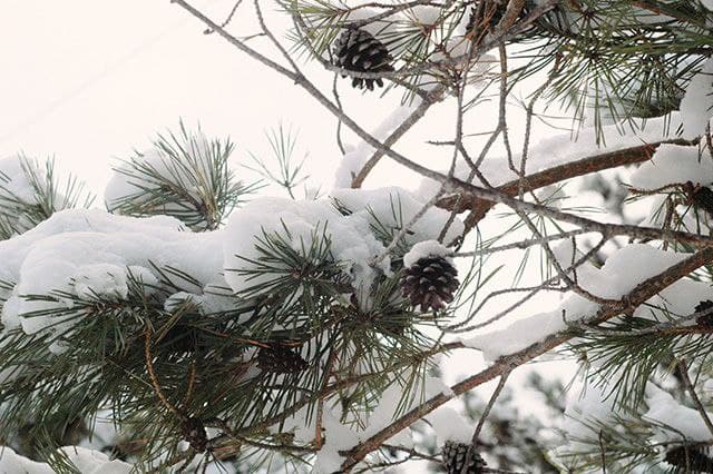 Winter activity for kids: Pine branches with snow