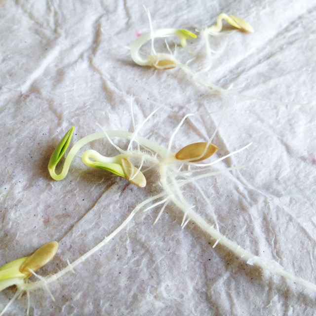 Germinated seeds on paper