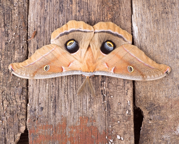 Magnificent Moths giant silkworm moth