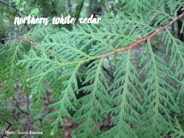 Northern white cedar