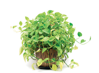 Pothos plant