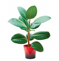 Rubber Plant