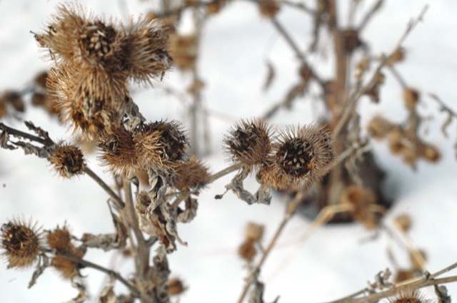 Look for dried seed heads to ID