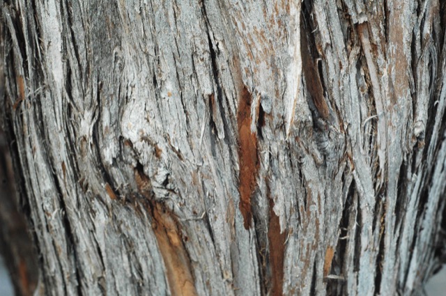 Explore the texture of trees