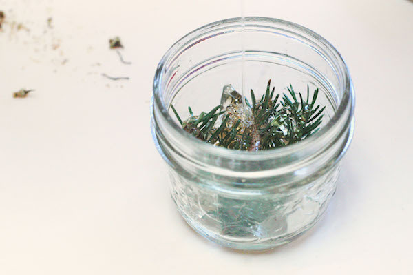 pour honey over pine needles