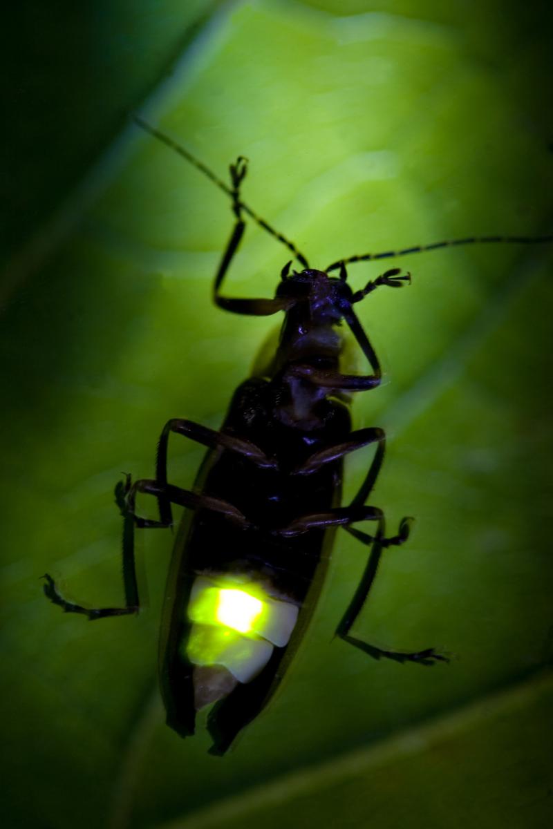 The alluring firefly: nature's lightning bug may hold key to medical  breakthroughs, Insects