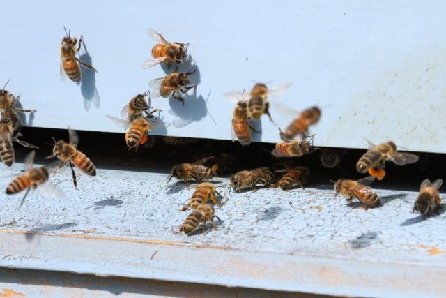 Beekeeping Basics: No Hive Needed! bees at a man-made hive