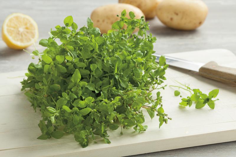 Weeds for a Wild, Healthy Herbal Detox chickweed
