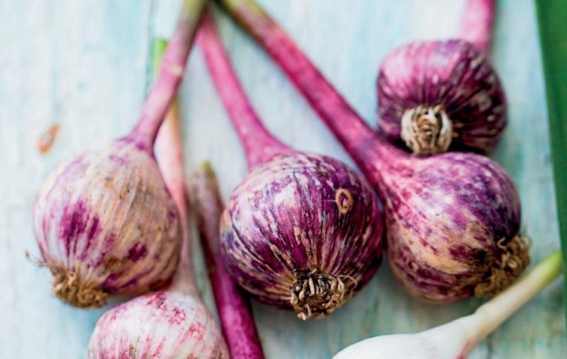 bunch of purple garlic on a white background