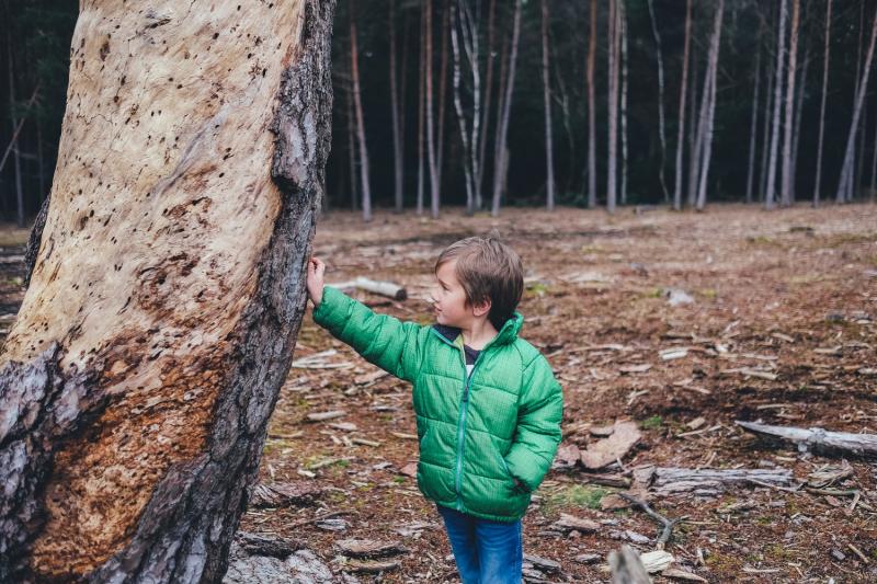 Play based learning trees