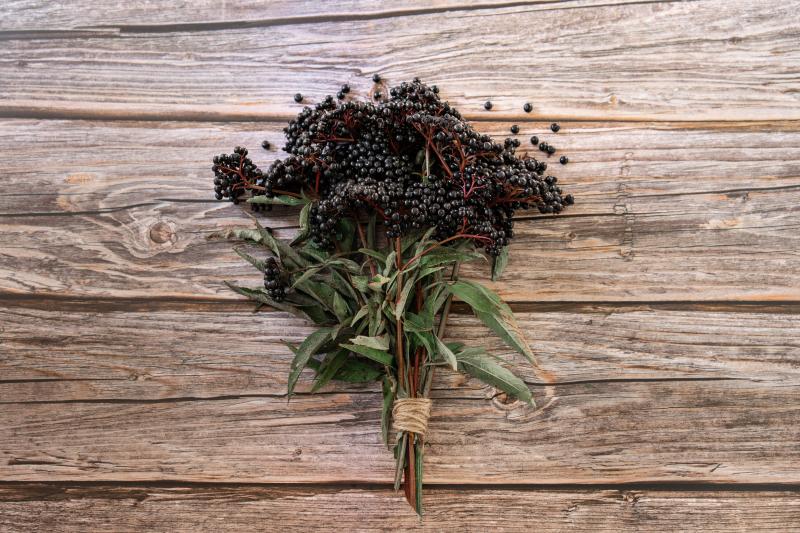 elderberry herbal medicine benefits