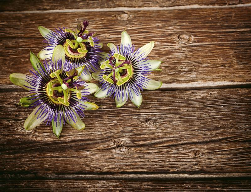 passionflower stress anxiety depression antioxidant