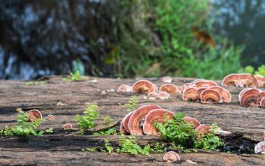Reishi mushrooms growing in wood