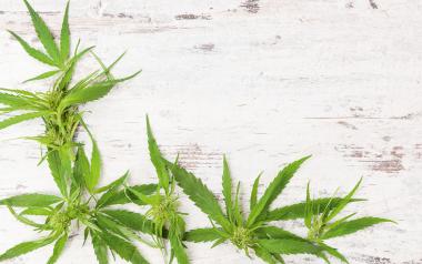 Legalized cannabis: Cannabis leaves on a table