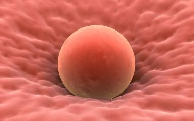image of a human egg, pink in colour