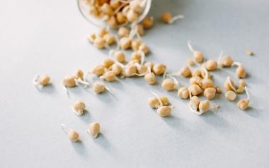 Sprouting How-to: Chickpea sprouts on a table