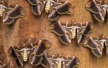 Eri silkmoths (Samia ricini), with open wings, on wooden surface