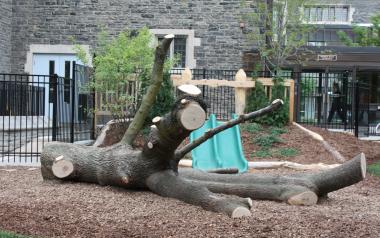 fallen tree acting as a play structure