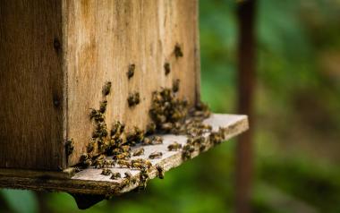 bees crawling around a manufactured wooden hive