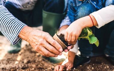 older adult planting seedling with child