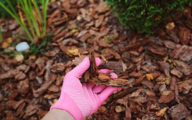 hand wearing pink glove holding mulch from garden