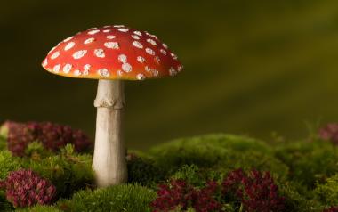 mushroom with red top growing in moss