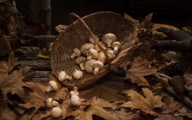 a basket of mushrooms spilling out into the leaves