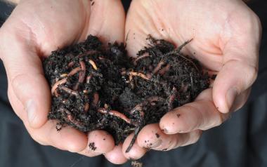 two hands holding earth containing worms