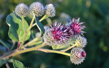 photo of Purple Burdock against the green background