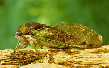 Dog-Day Cicada