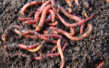 a pile of pink earthworms