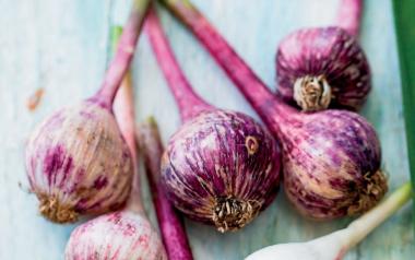 bunch of purple garlic on a white background