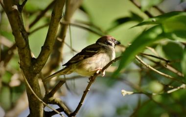 sparrow in a tree
