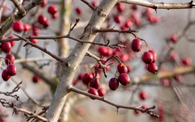Red berries on a tree