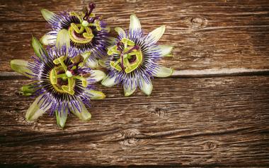 passionflower stress anxiety depression antioxidant
