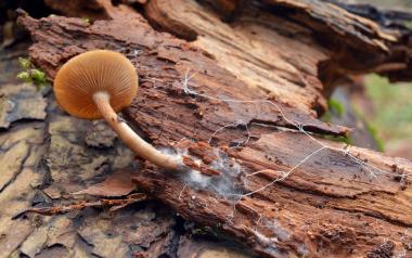 A mushroom sprouts from a fallen log with wisps of the filaments visible