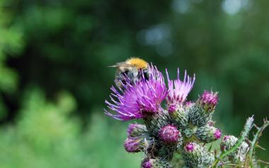 a bee on a purple milk thistle flower