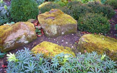 A diverse garden of shrubbery and rocks