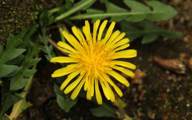 a dandelion and its leaves growing outside