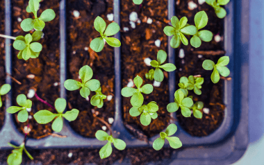 an aerial view of seedlings in a tray