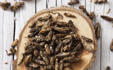 crickets on a tree slice, wooden spoon with crickets, whitewashed wooden background