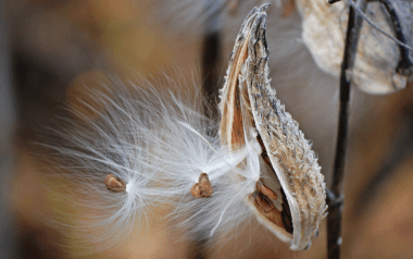 How wild seeds disperse: milkweed pod